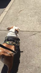 How to make a lazy bulldog go for walks