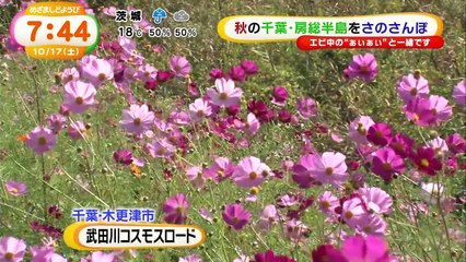 [廣田 あいか] めざましどようび 20151017