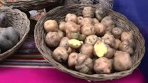 Perú celebra su patrimonio alimentario en el día nacional de la patata