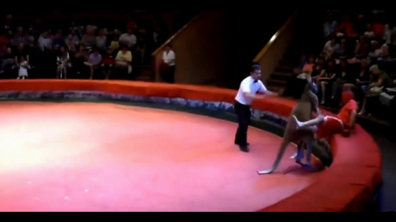 Unbelievable Fight Kangaroo versus Man - You will be shocked, guaranteed