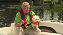 Boating Safely With Pets