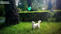 Balloons against dogs. Funny dogs burst balloons
