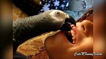 Dentists in feathers. Funny parrots dentists