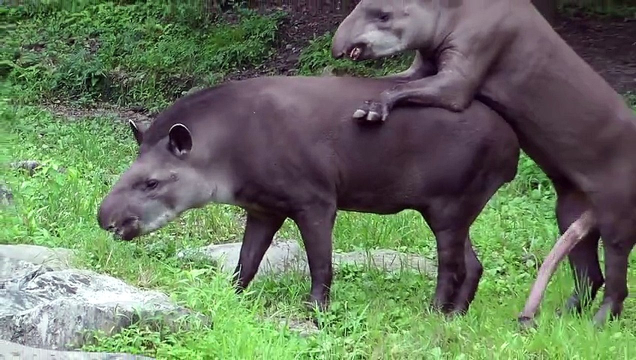 Menuda "Tranca" señor TAPIR