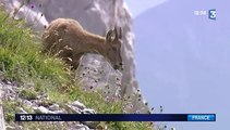 Haute-Savoie : les bouquetins menacés d'abattage massif pour protéger les vaches