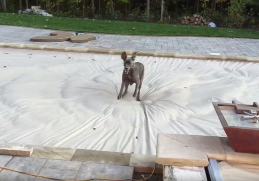 Great Dane Discovers Covered Pool Feels Like Quicksand