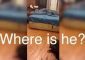 Irish Guys Chase a Bedroom Mouse