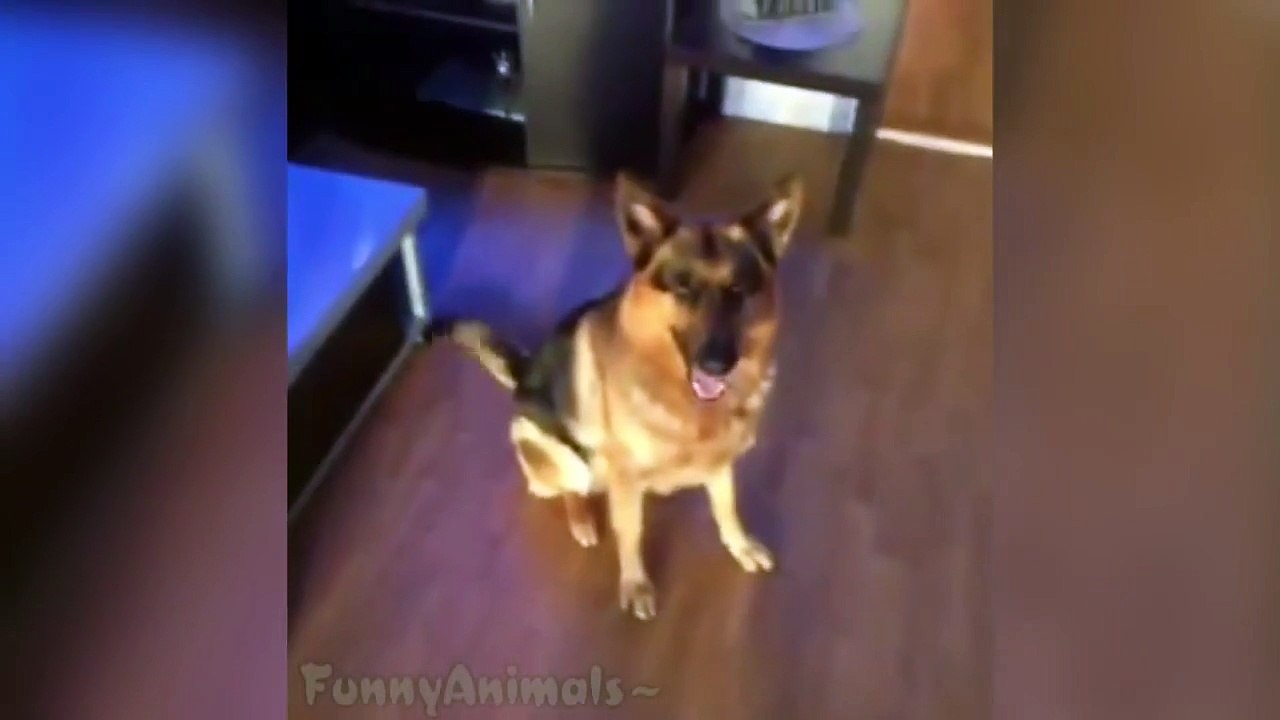 Best Funny Dog Vines