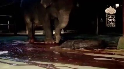 Yavru Filin Doğum Anı (Bir Mucize)