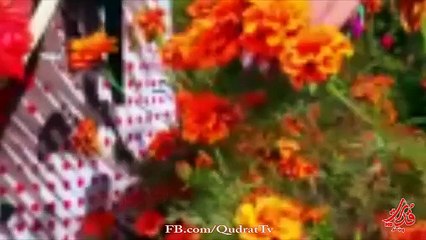 Alia Pashto new songs