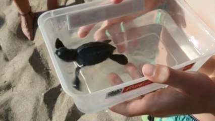 Centenares de tortugas se lanzan a la libertad en Bali