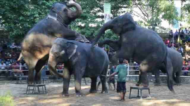 Los elefantes de un zoo de Sri Lanka "bailan" para celebrar el Día del Niño