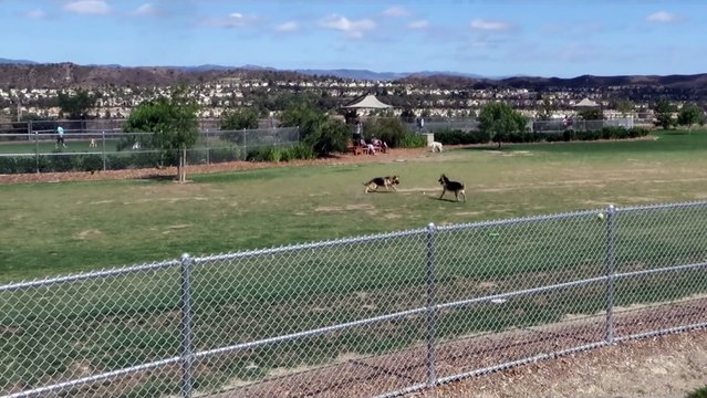 Three-legged German Shepherd loves the dog park