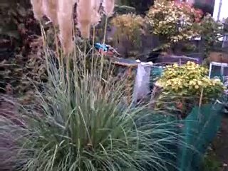 Le combat de poules pour un morceau de jambon