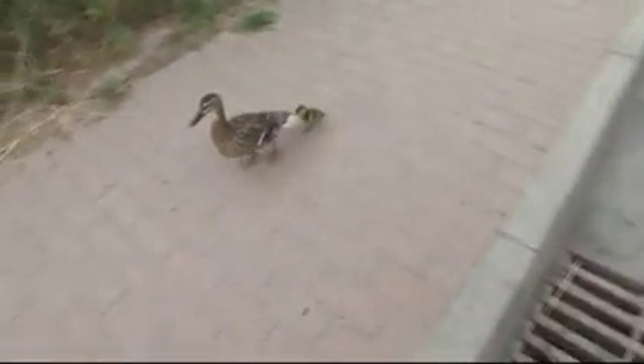 Cute Ducklings And Thier Mama