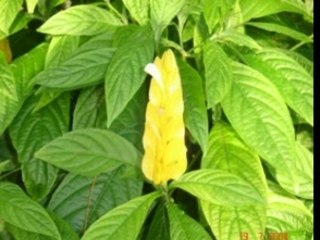 Ile maurice clip sega !!