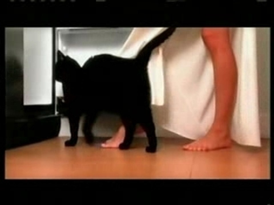 La Bruja - Mi Gatita Negra