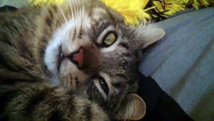 Еще одно угарное видео с котом)