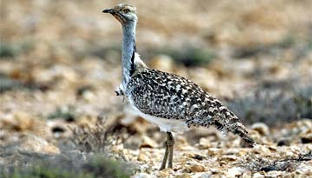 Federal against court order hunting of Talor