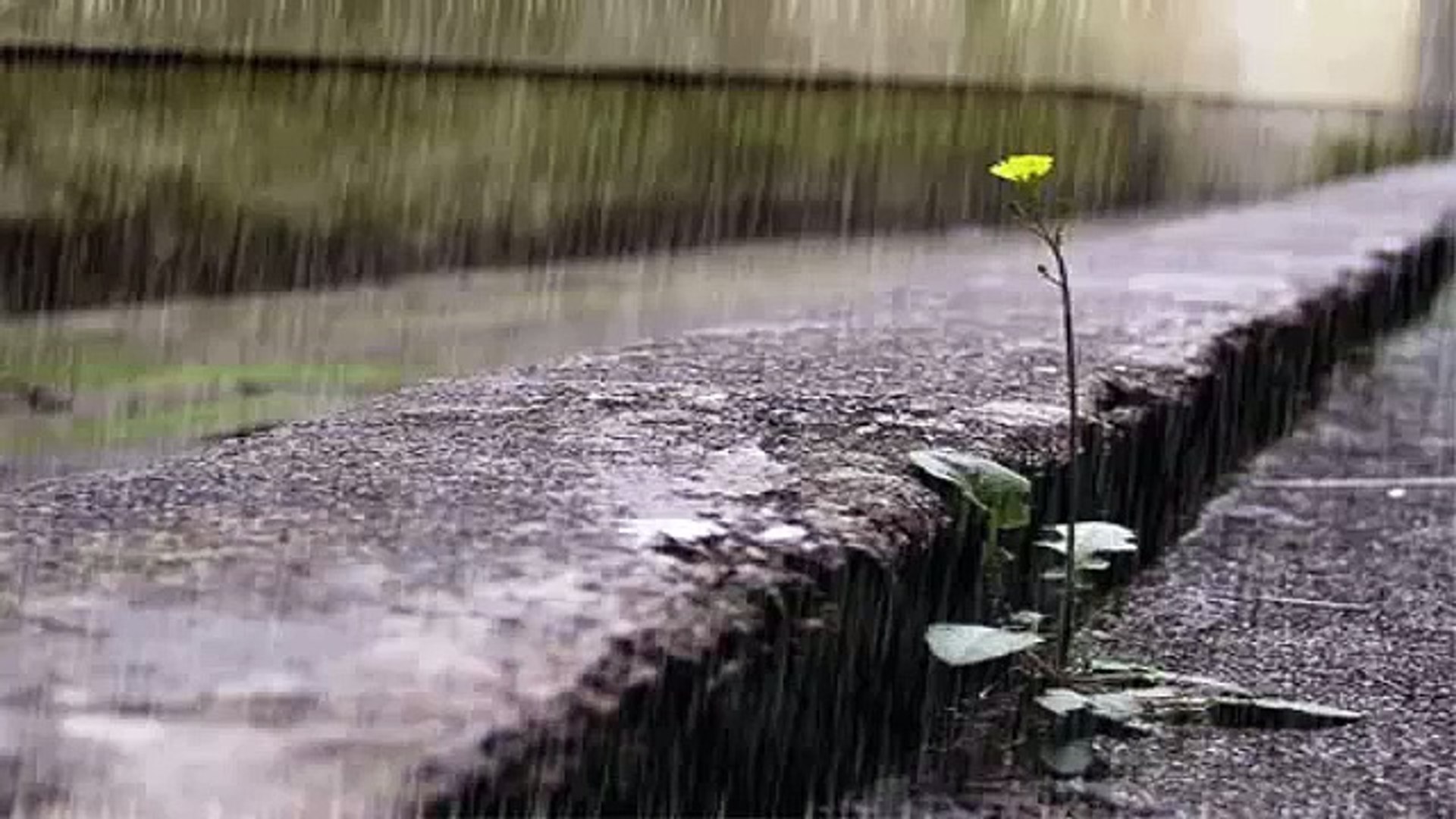 ⁣Relaxing Music - Massage Music - Spa Music - Soothing Music - Calming Music - Relaxation - ( rain )