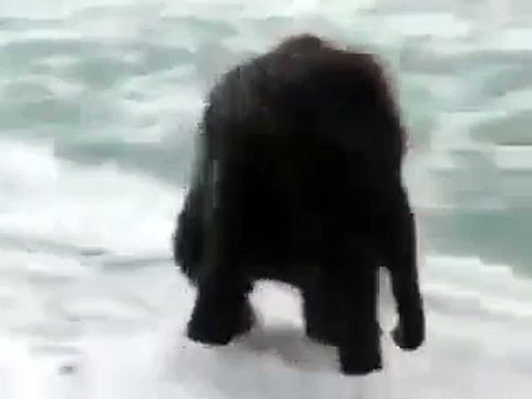 Слоненок впервые увидел море