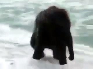 Слоненок впервые увидел море