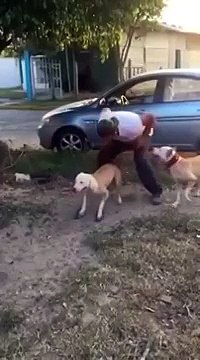 Собака, которая не знает о гравитации)