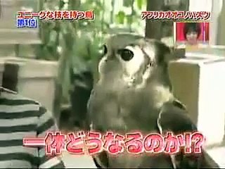 Сова трансформер. Смотреть до конца