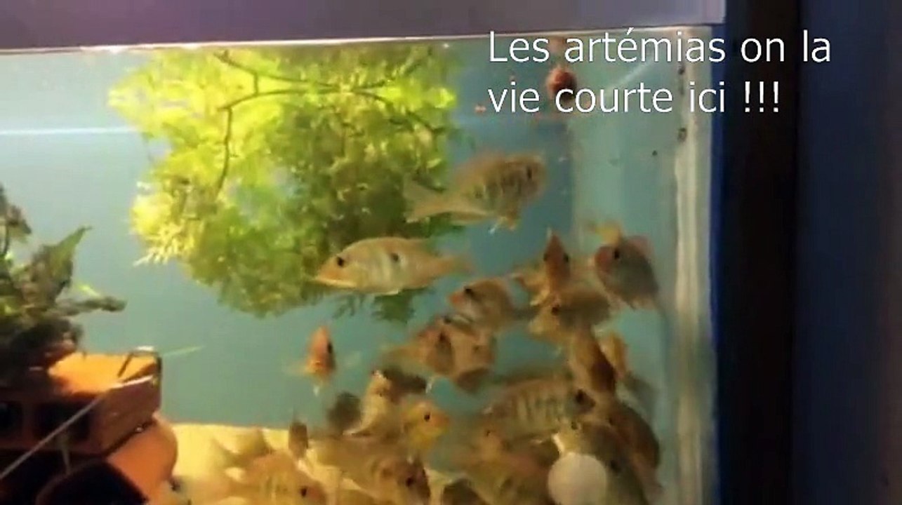 Artémias contre poissons !!!!