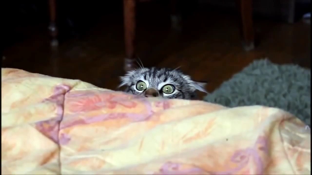 OMG! Cats on Youtube / Funny Cats New Funny Cats Video Funny Animals Funny Videos