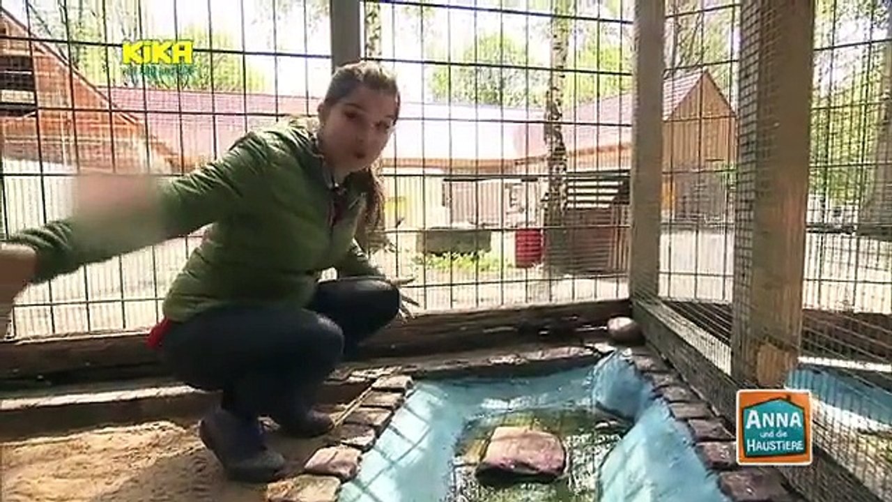 Anna und die Haustiere - Zebrafinken und Kanarienvögel