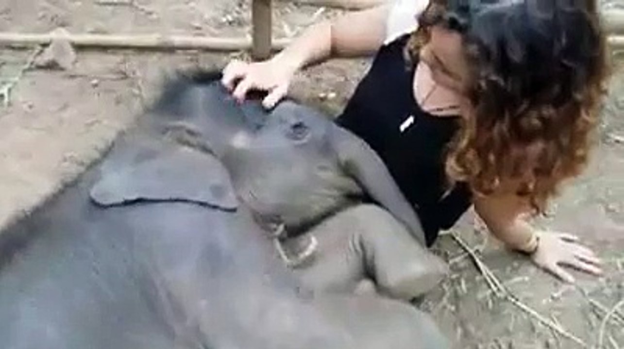 Colocando Elefante para dormir