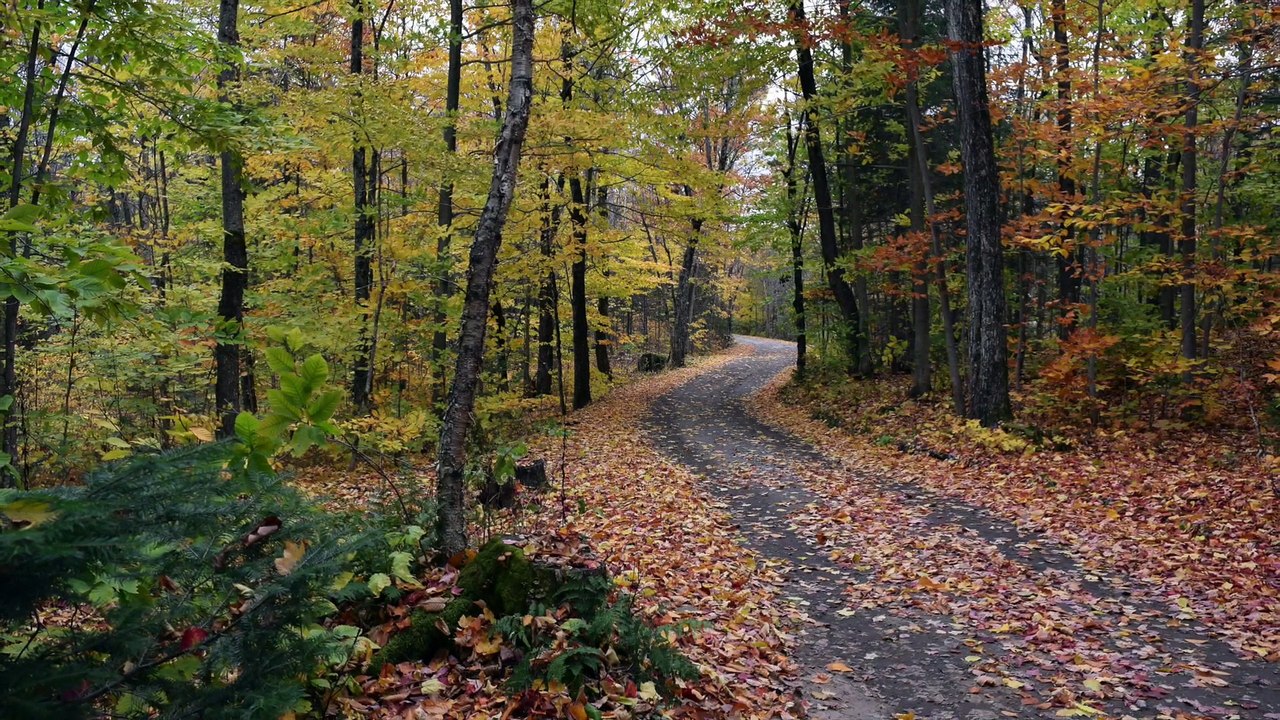 saint augustin de desmaure ballade dans le bois