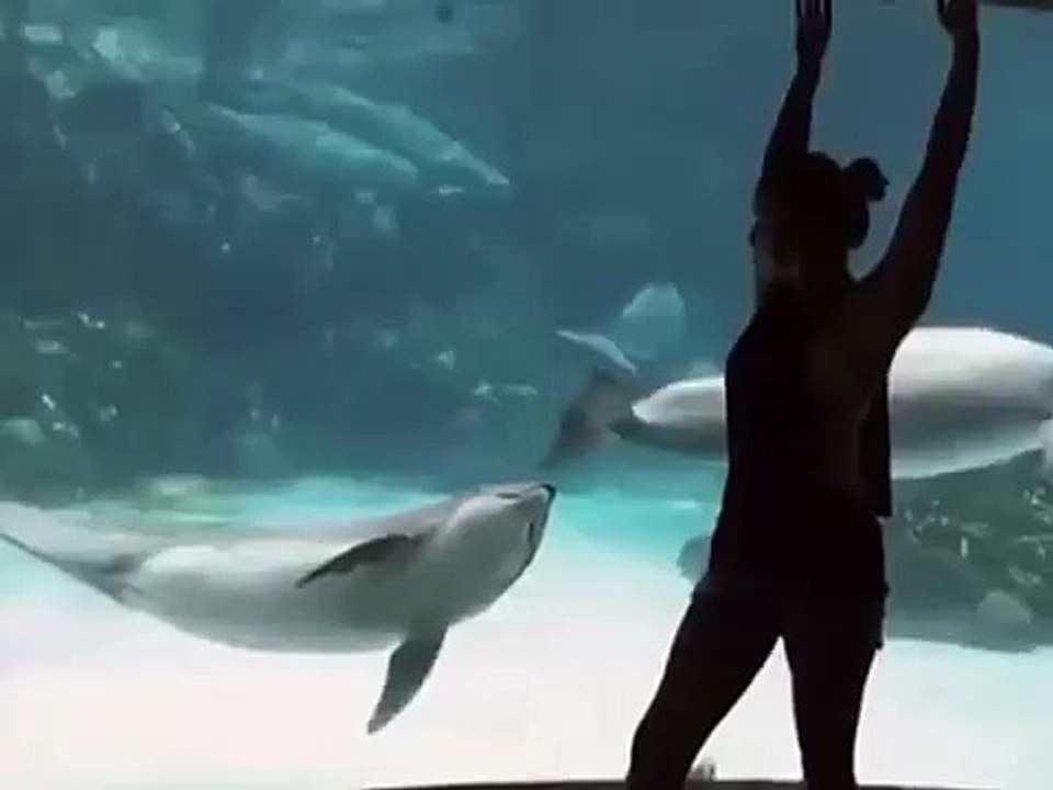 Divertissement mutuelle. Gymnaste de fille drôle et les dauphins