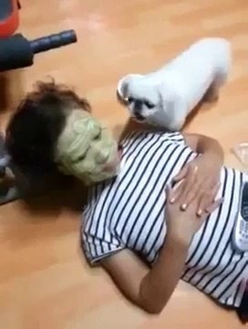 Un chien qui a faim est un végétarien. Drôle Pékinois mange masque de concombre maîtresse