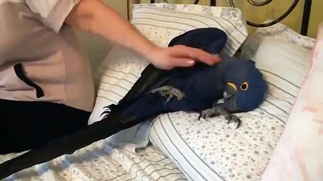 Même un massage comme un perroquet. Bleu ara aime massage