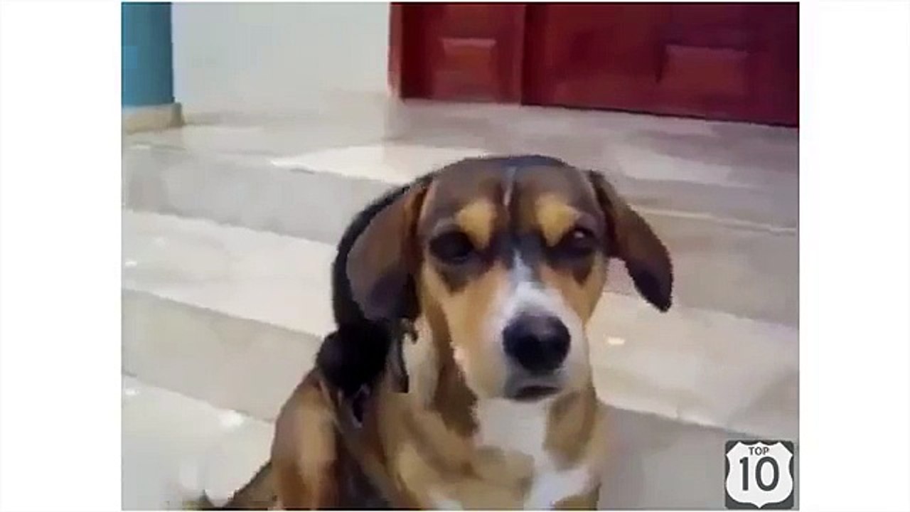 Deux singes ont un chien. Drôle singe bâton pour le chien