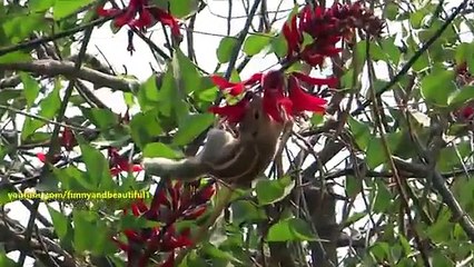Tamia désert. Drôle tamia régale du nectar