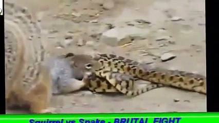 Squirrel vs Snake | BRUTAL FIGHT |