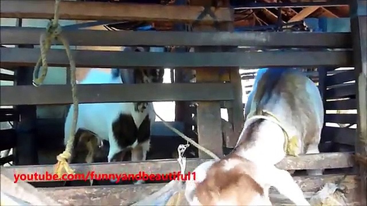 Mari grincheux (partie 2). Drôle de chèvre par chèvre se repoussé