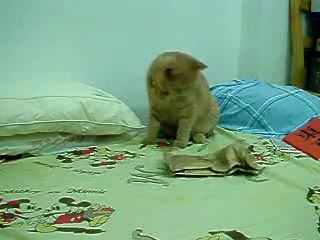 Кошак испугался