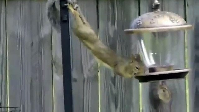 Cela étirement. Drôle d'écureuil mange amusant