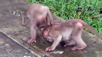 Tout jusqu'à la dernière goutte. Funny monkey boire boire