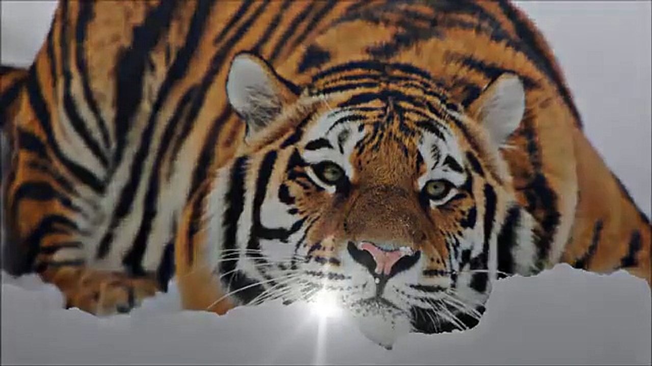 ASLAN VE KAPLAN [HD]