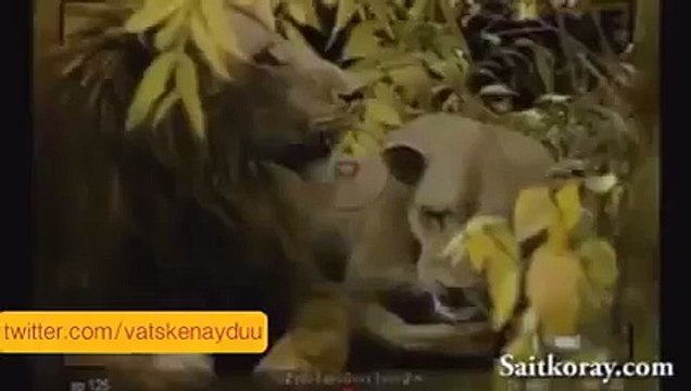 Fener Ağlama Aslan Versiyonu