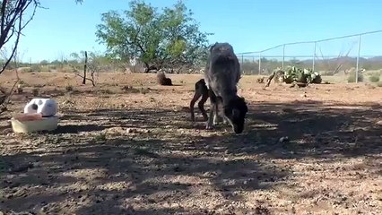 Salto Virtuoso. Cordero divertido saltó