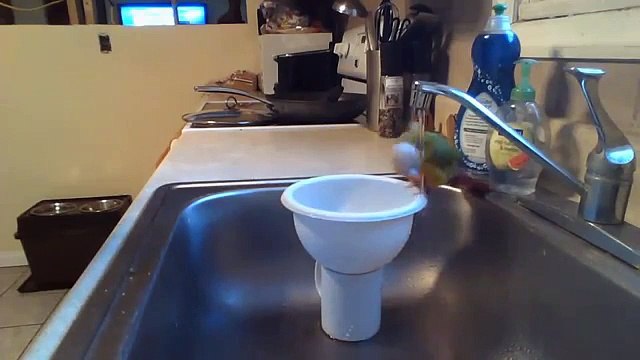 Diversión del agua. Divertidos loros les encanta nadar