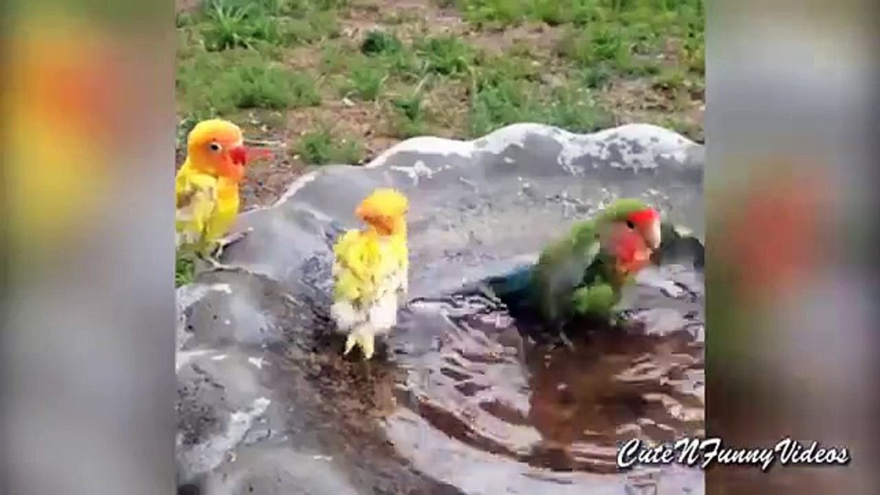 Tratamientos de Agua loros. Loros divertidos bañan