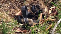 Rabbit Vs Snake. Momma Rabbit save babies Original Video
