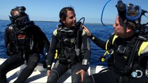 Surrounded by Silky Sharks